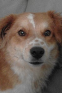 Wang Zen: Curse of Silver Eyes