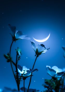 The Moon Does Not Reflect