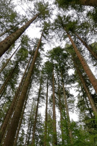 Minds Eye Grimoire (working title)